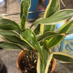 Photo of the plant species Lucky Golden Bamboo by @Jagfuneral named Hamilton on Greg, the plant care app