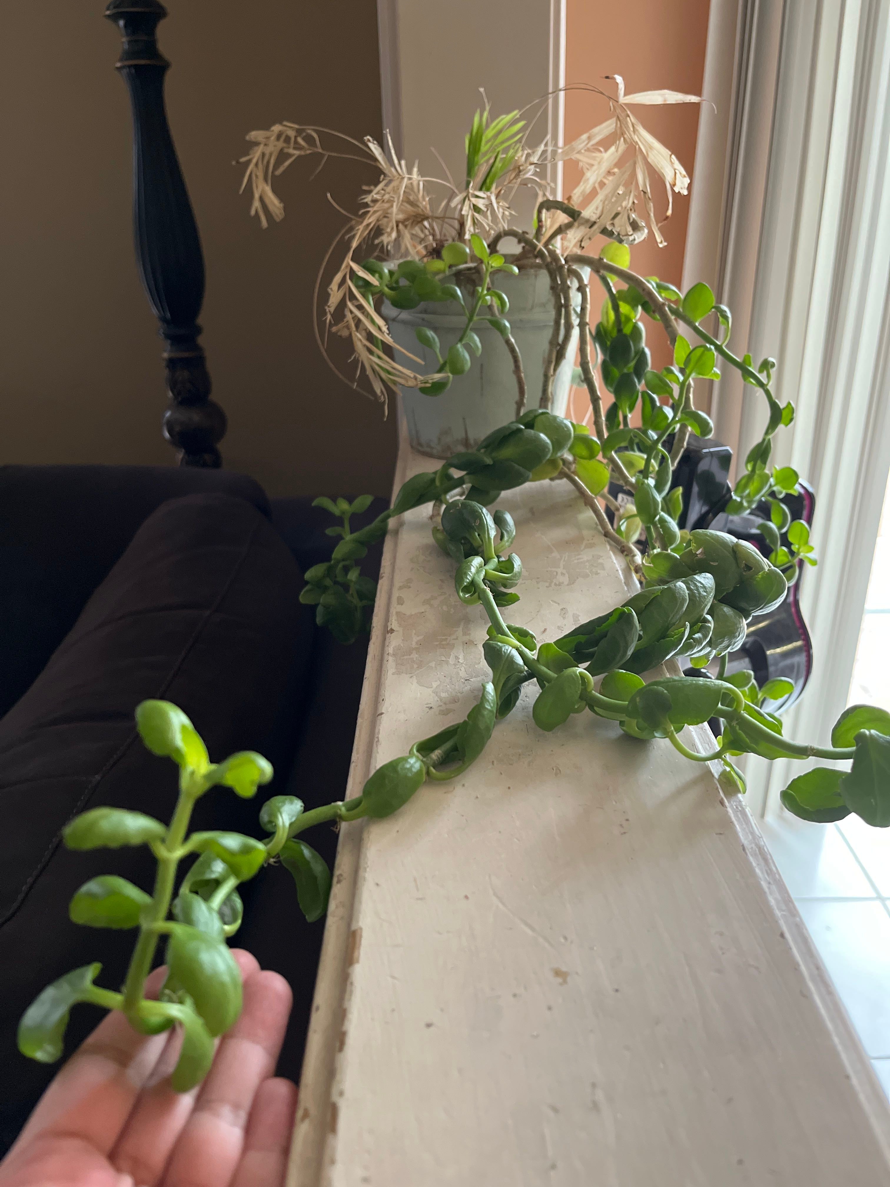 Keep Your Kalanchoe 'Little Dragon' PP34248 Alive Light, Water & Care