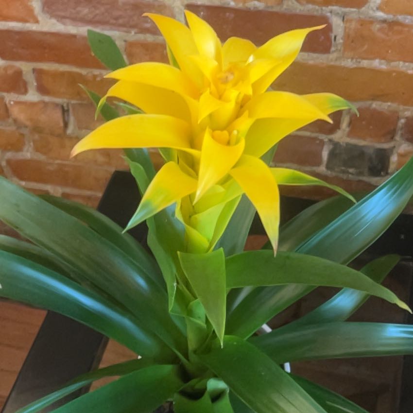 Fertilizing My Guzmania Bromeliad