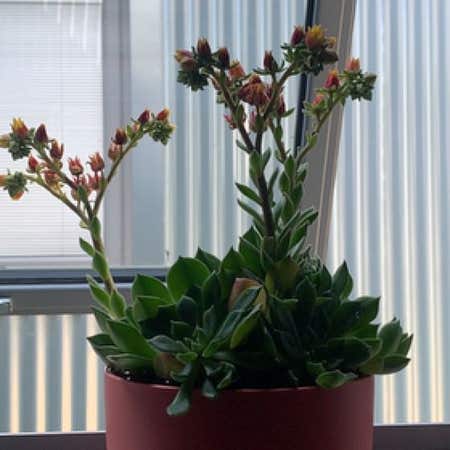 Photo of the plant species Echeveria 'Magic Red' by @PrinceBluesage named Leaf Erickson on Greg, the plant care app