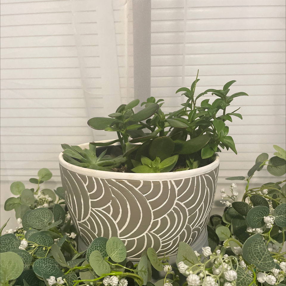 Photo of the plant species Amigo Marcello by @GlowingBlueoak named Bigleef Smalls on Greg, the plant care app