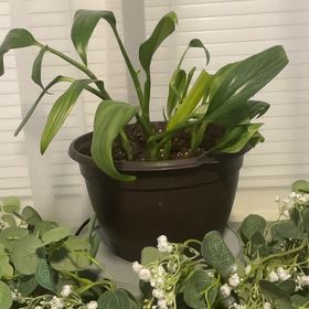 Photo of the plant species Hosta 'Silver Streak' by @GlowingBlueoak named Sahara on Greg, the plant care app