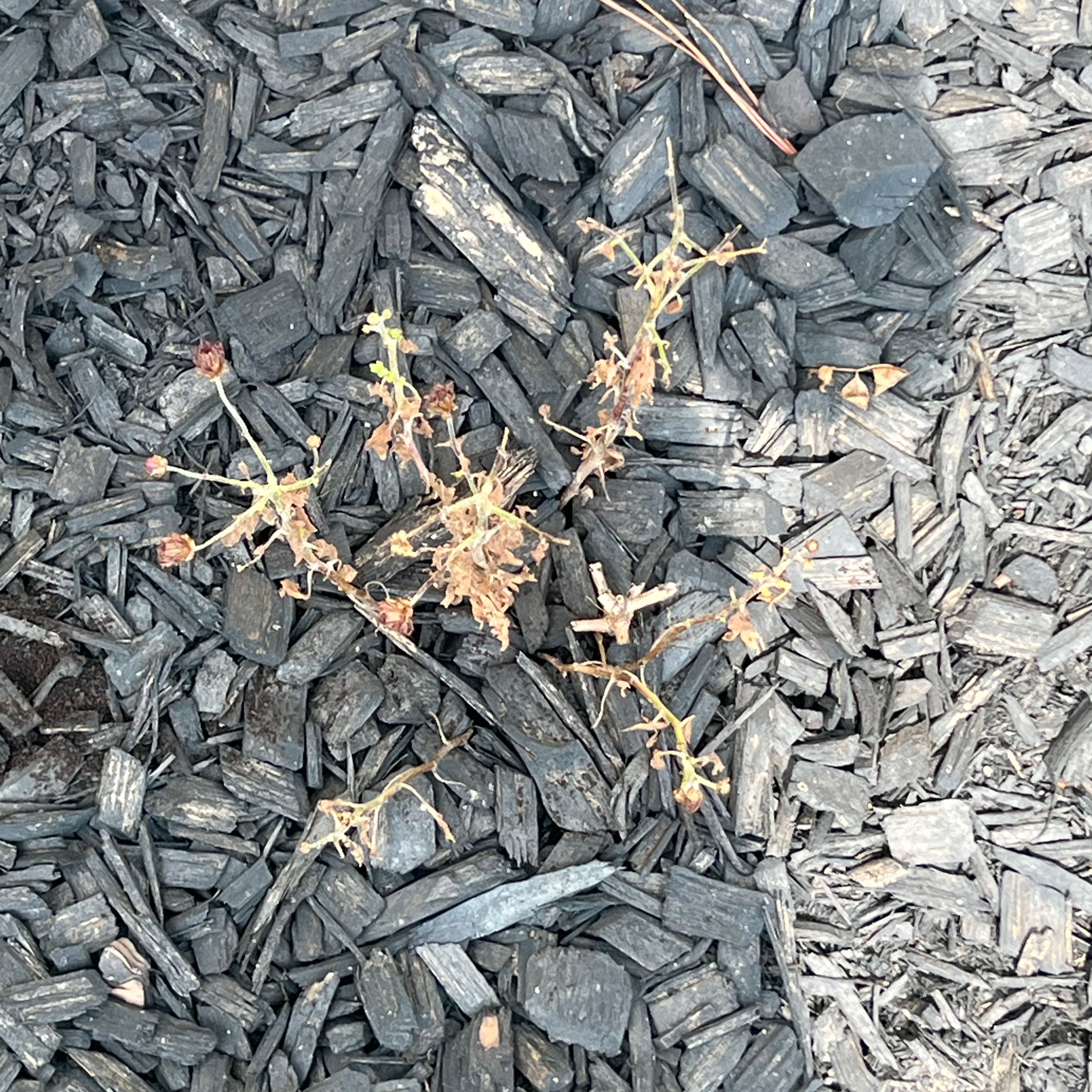 Photo of the plant species Mummenhoffia alliacea by @WiseTarbush named Foxxy on Greg, the plant care app