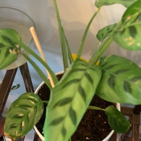 Photo of the plant species Calathea 'Zebra Plant' by @PrimalWatermint named Hamilton on Greg, the plant care app