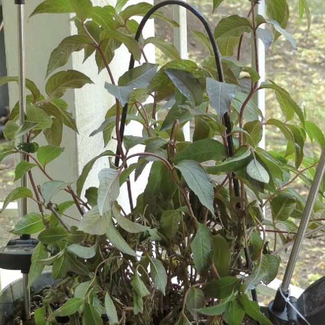 Photo of the plant species Bush Honeysuckle by @RulerShangrila named Diervilla x on Greg, the plant care app