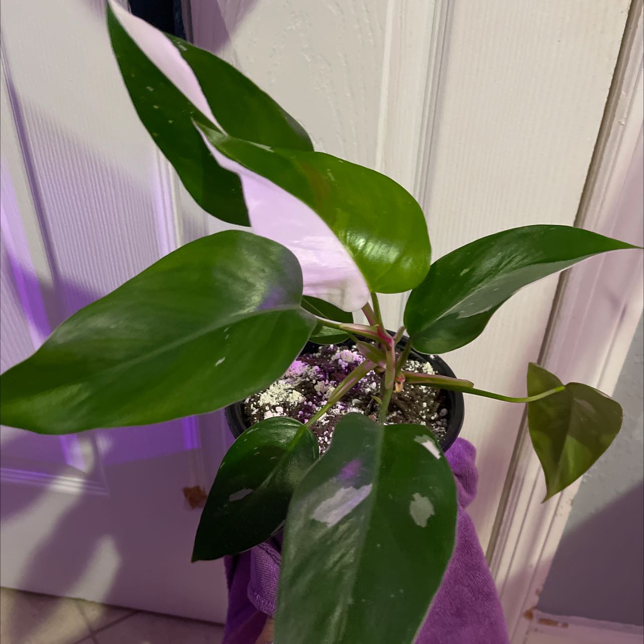 Philodendron 'White Princess' plant with variegated leaves, visible soil, and no signs of disease.