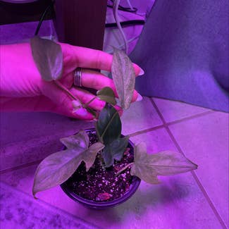 Philodendron 'Florida Ghost' plant in Miami, Florida