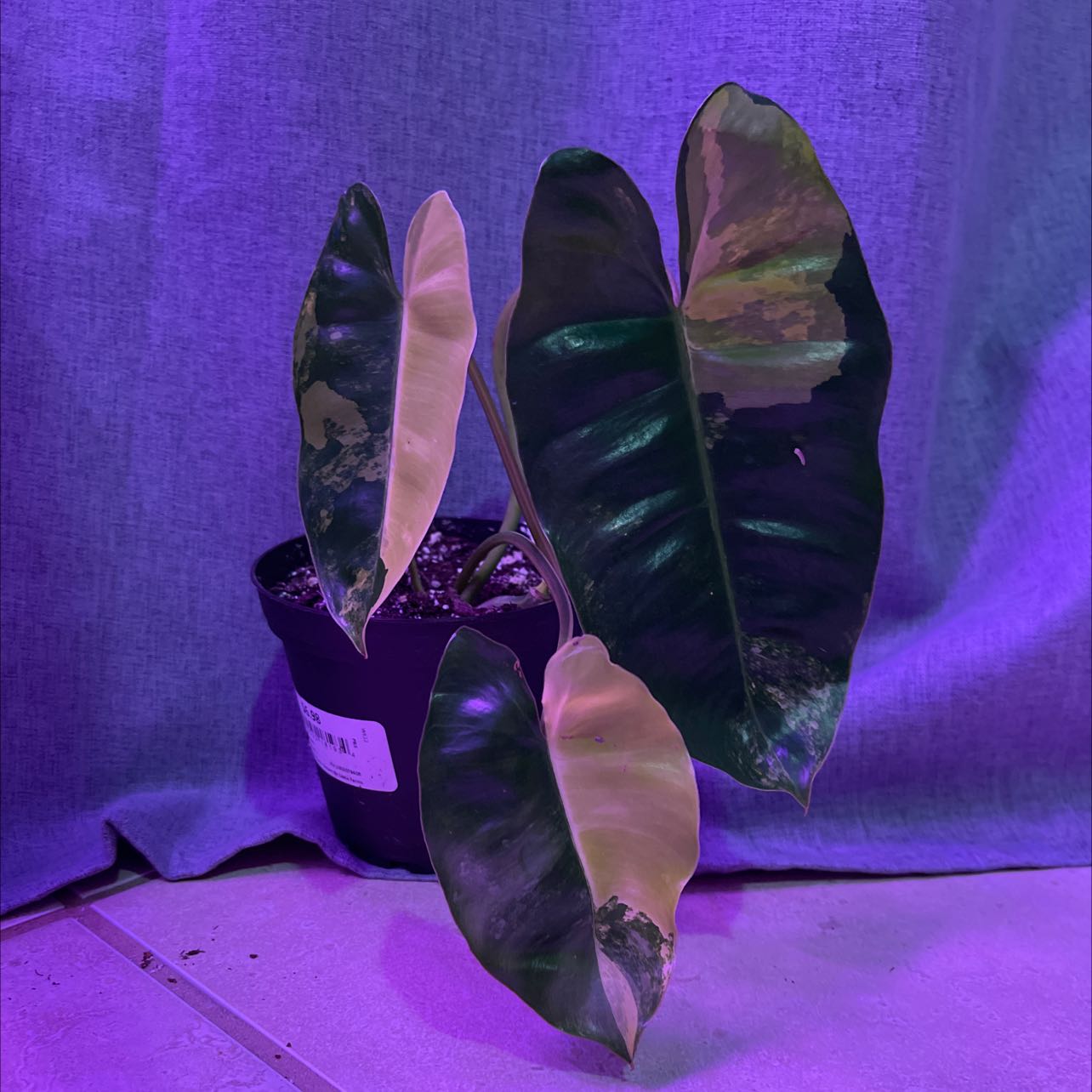 Burle Marx Variegata plant with variegated leaves in a pot, showing some yellowing and browning.