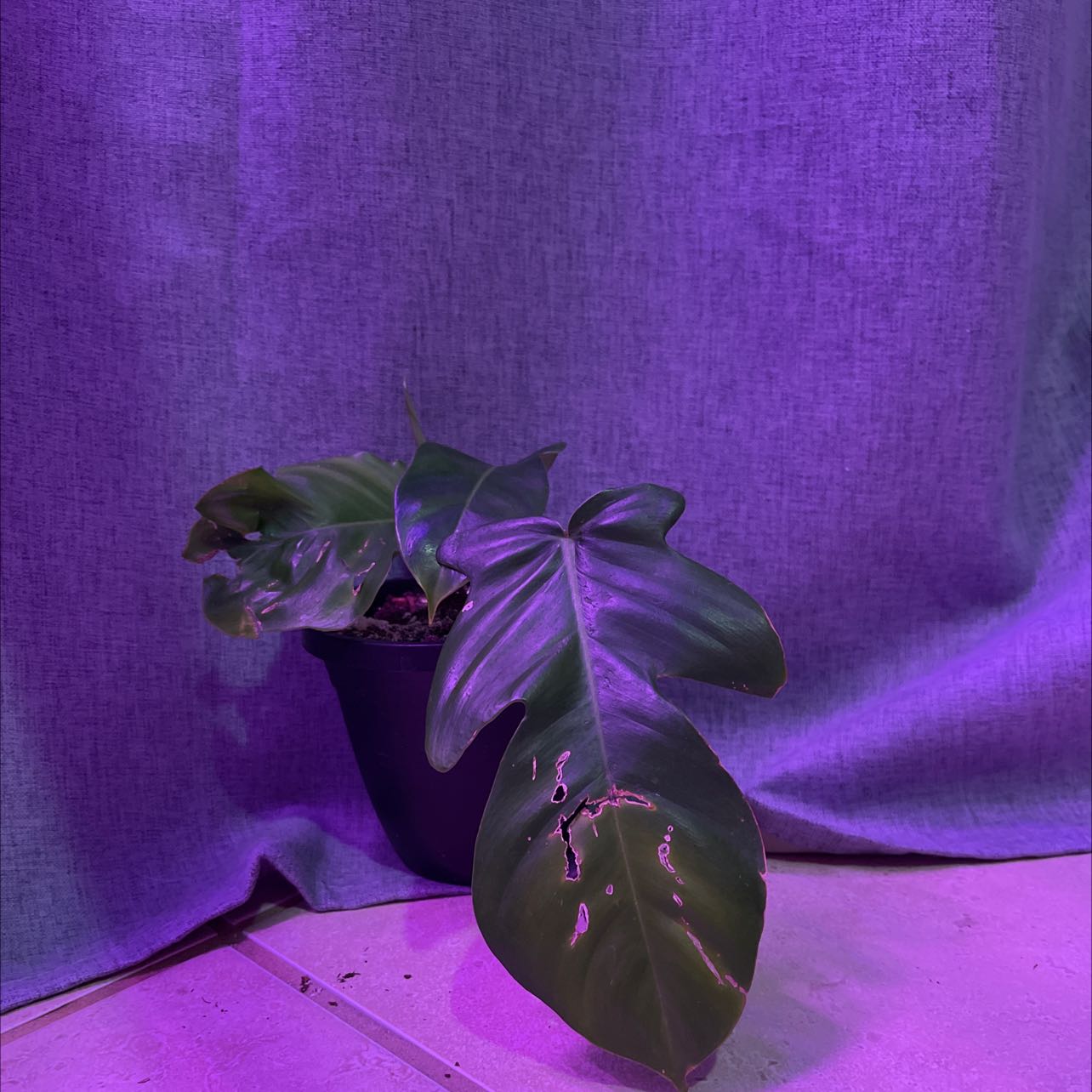Hairy Philodendron plant with large, glossy leaves under purple lighting. Some leaves show damage.