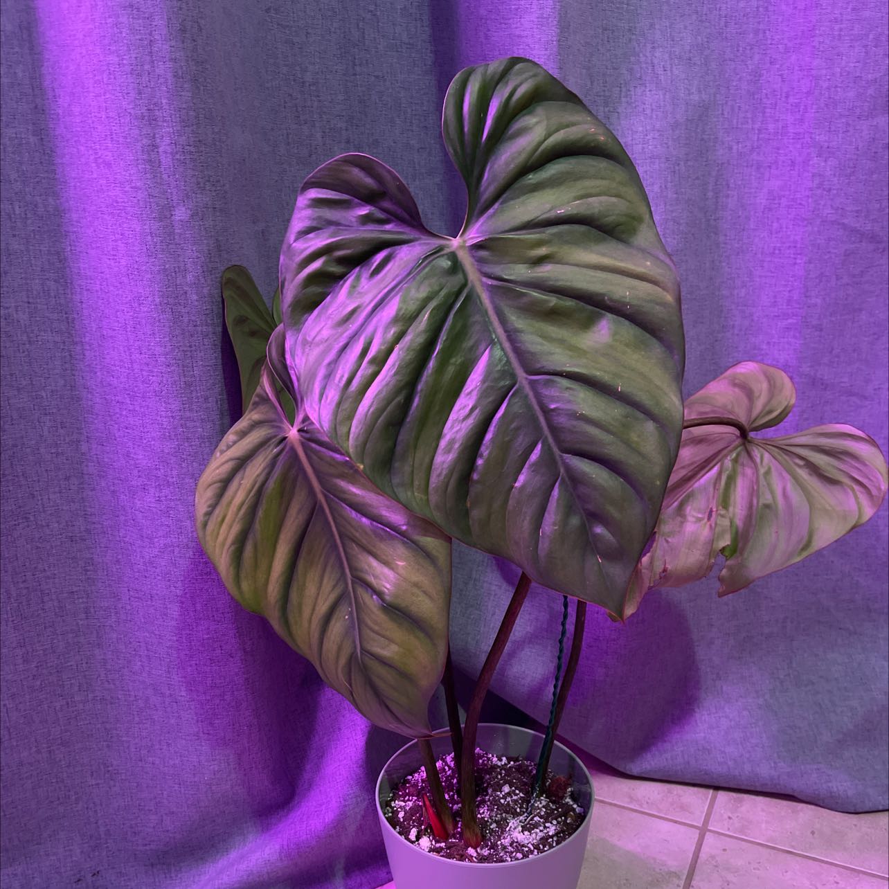 Philodendron plowmanii plant with large, heart-shaped leaves under purple light.