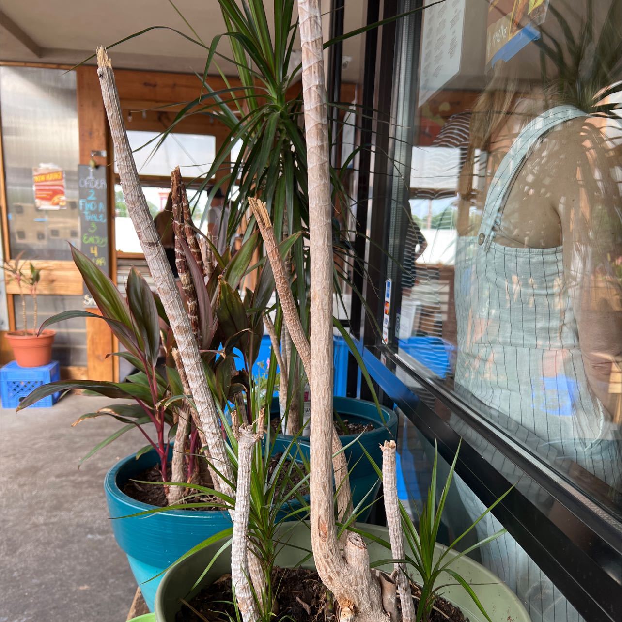 Healthy Song of India plant in blue pot, long green and yellow striped leaves, indoor plant care area with other plants.