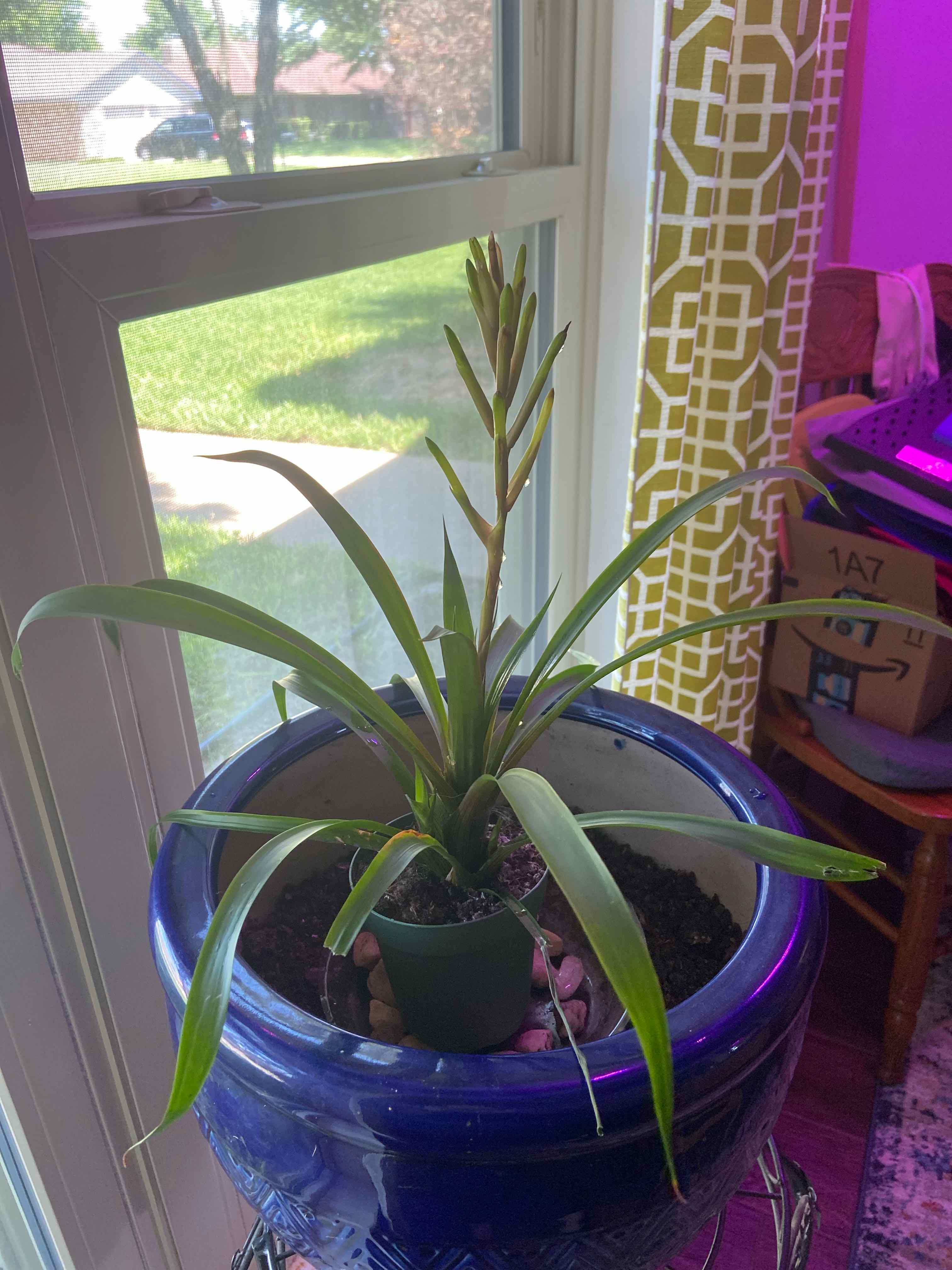 Blushing Bromeliad in a blue pot near a window, healthy with visible soil.