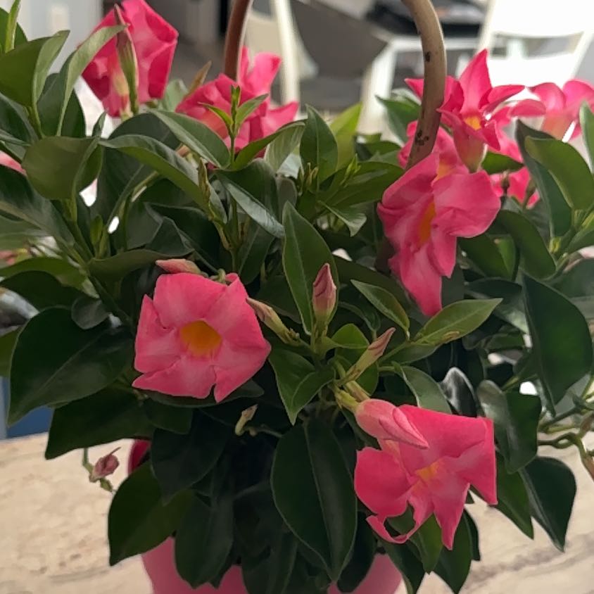 Photo of the plant species Pink Dipladenia by @CivicBluerose named Athena on Greg, the plant care app