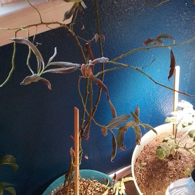 Photo of the plant species American Licorice by @KnowingSeaoxeye named Girlfrond on Greg, the plant care app
