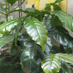 Arabian Coffee Plant plant