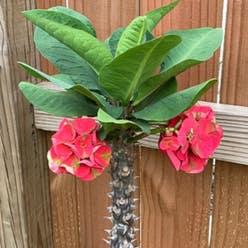Crown of Thorns plant