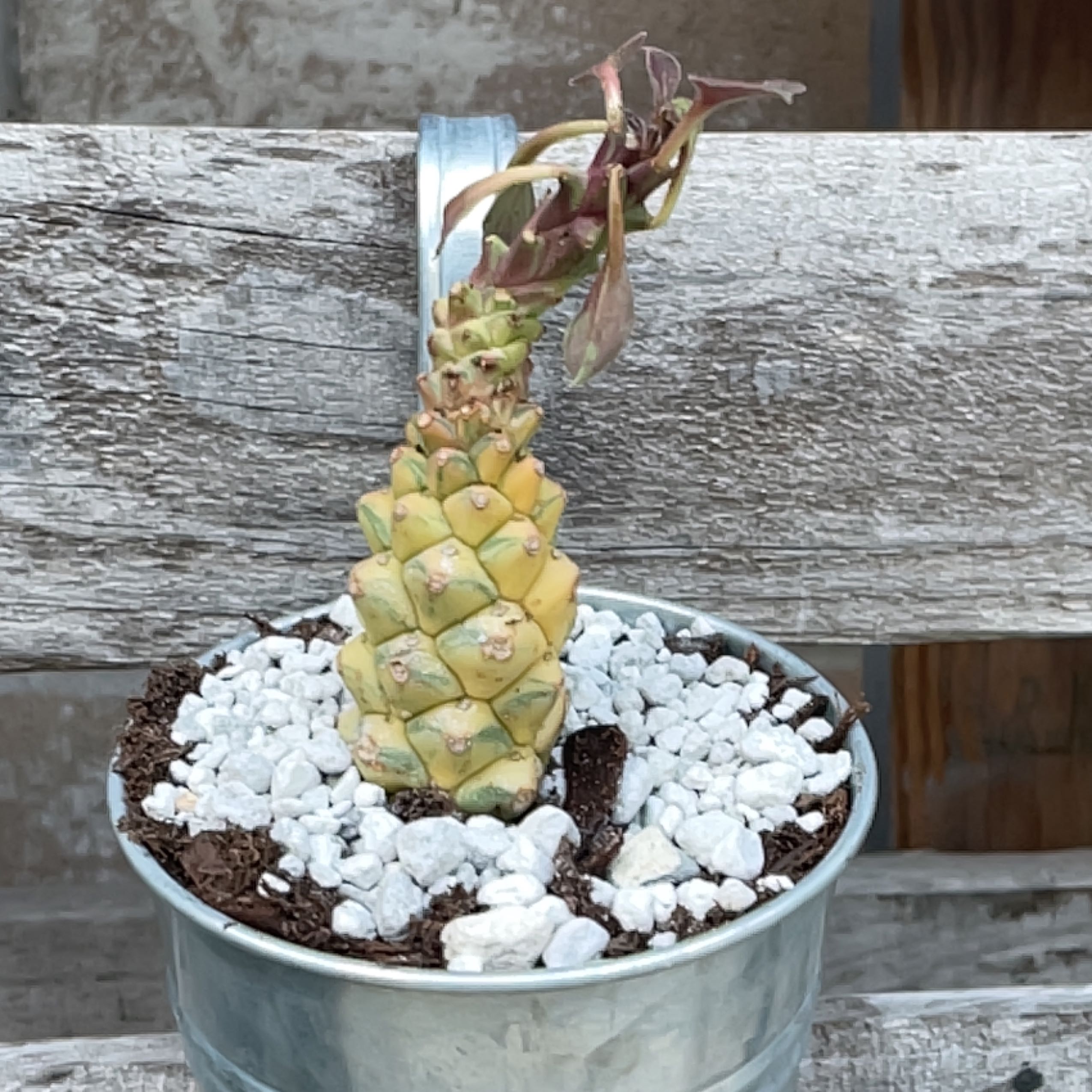 Photo of the plant species Monadenium Rhizophora by @TemperateOmnom named Miley on Greg, the plant care app