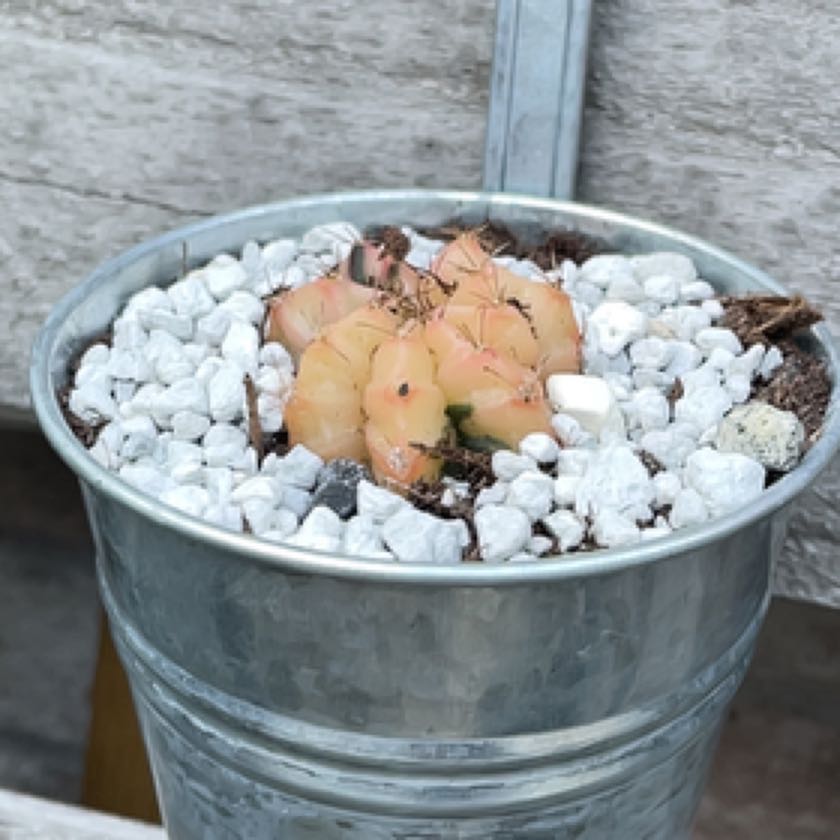 Photo of the plant species Gymnocalycium baldianum 'variegata' by @TemperateOmnom named Duke on Greg, the plant care app