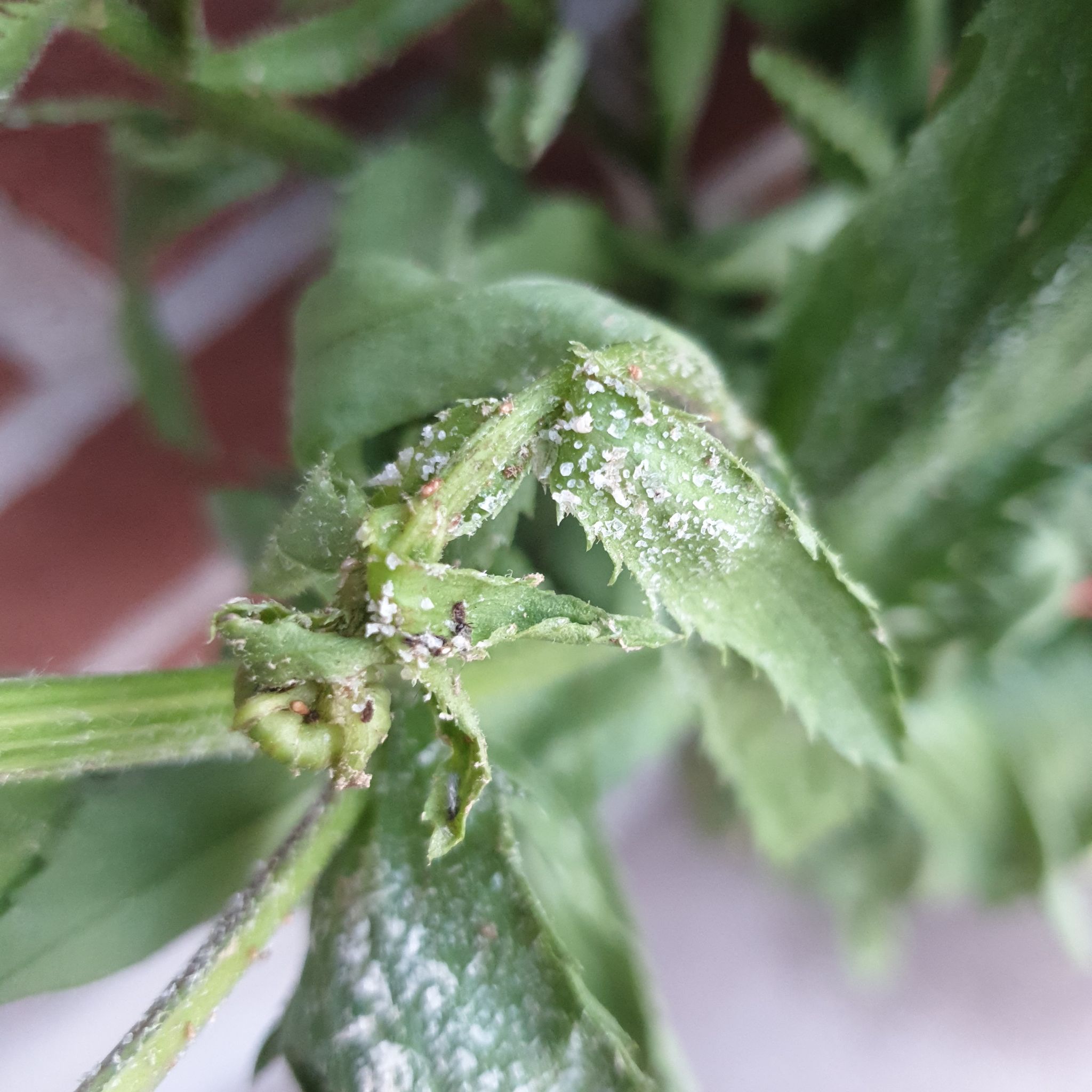 Close-up of Max Chrysanthemum leaves with white powdery substance, possibly indicating fungal infection.