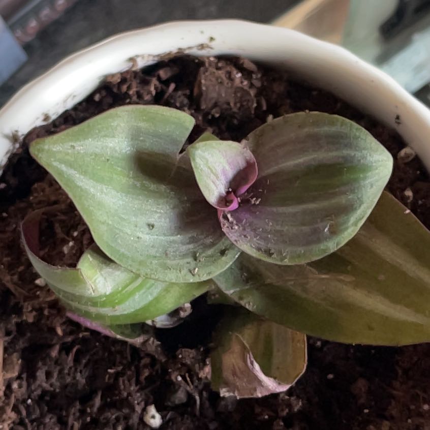 Wandering Dude 'Burgundy' plant in a pot with minor browning on leaf edges.