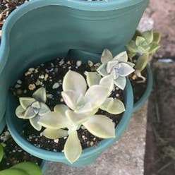 Ghost Plant plant