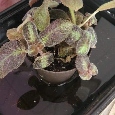 Photo of the plant species Flame Violet 'Emerald Velvet' by @KineticCatthyme named Remington on Greg, the plant care app