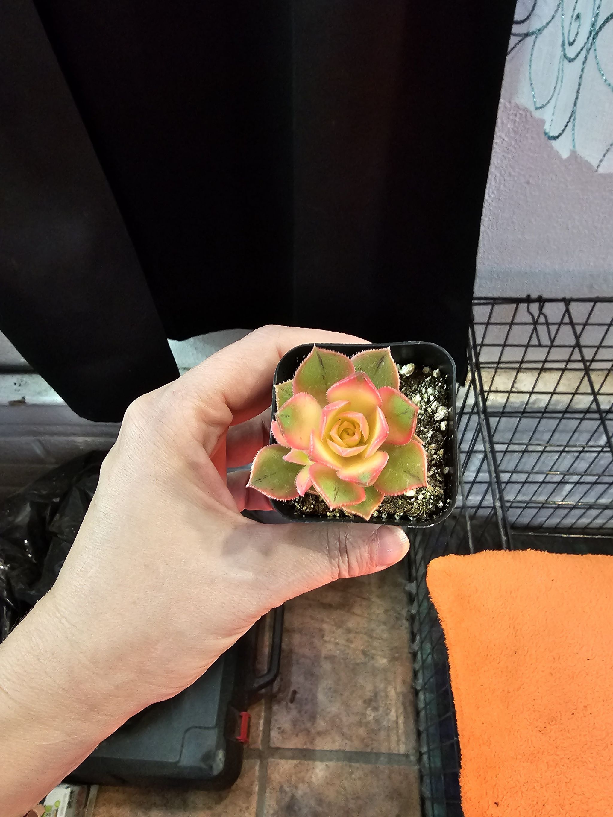 A healthy Kiwi Aeonium succulent held by a hand, with visible soil in a small pot.