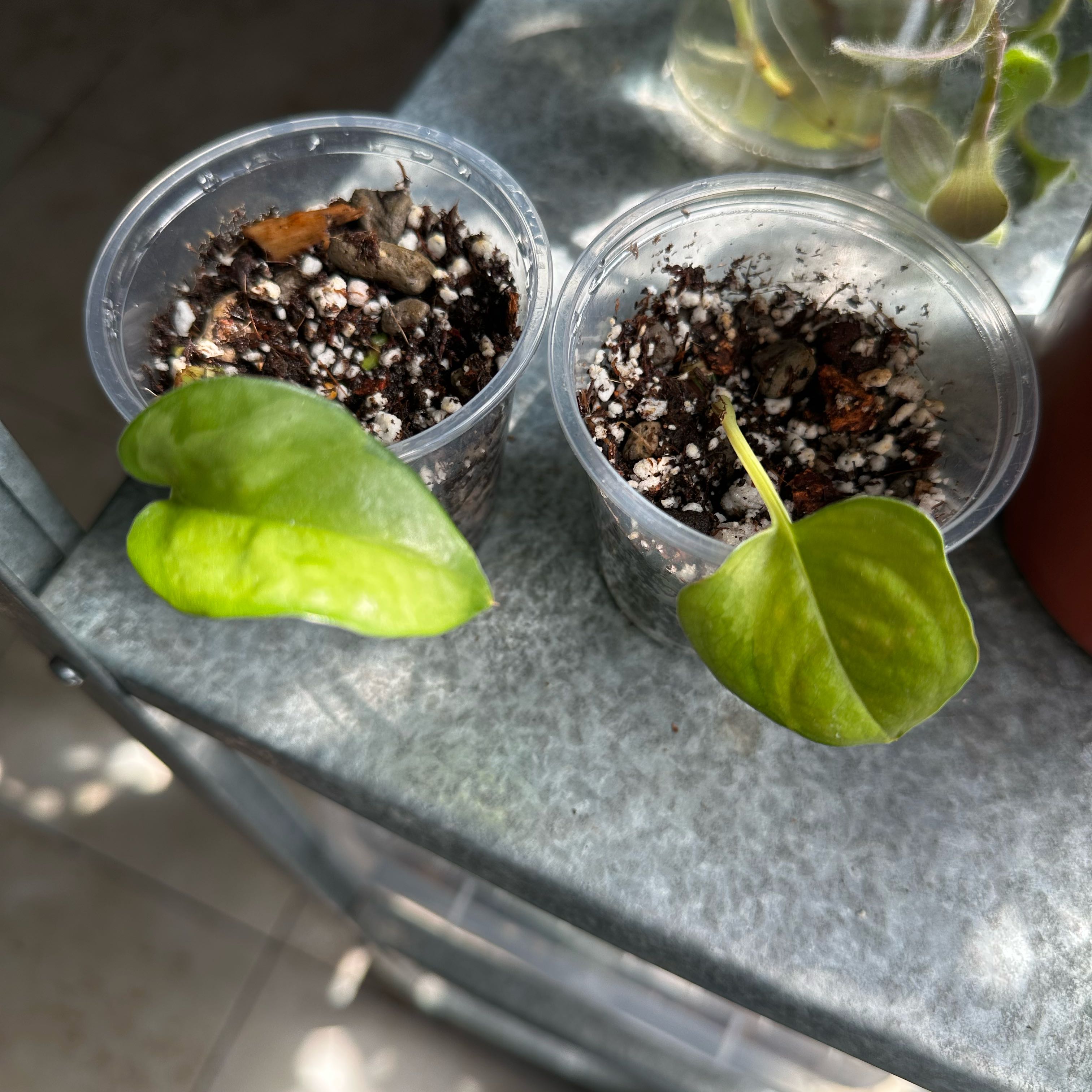 Photo of the plant species Global Green Pothos by @Qxz named GGP #4 on Greg, the plant care app
