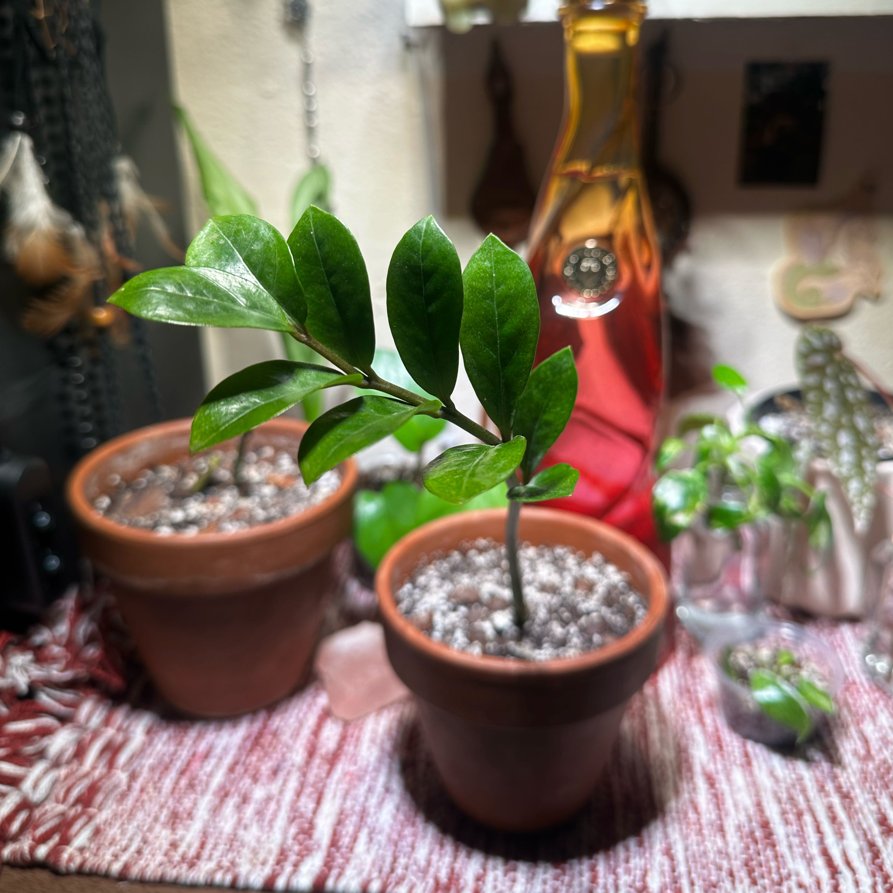 Photo of the plant species Chameleon ZZ Plant by @Qxz named Taylor Swift on Greg, the plant care app