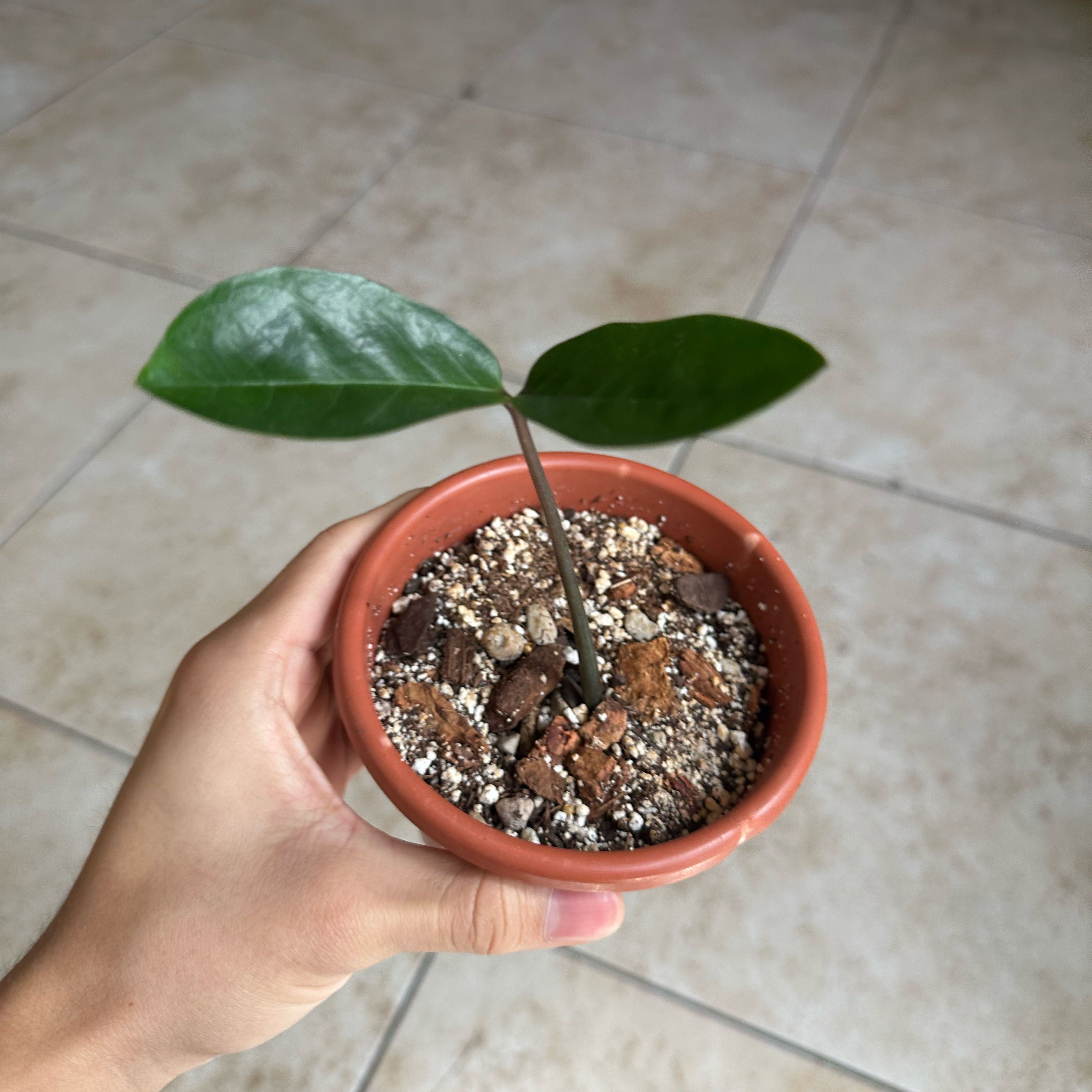 Photo of the plant species Chameleon ZZ Plant by @Qxz named Winston on Greg, the plant care app