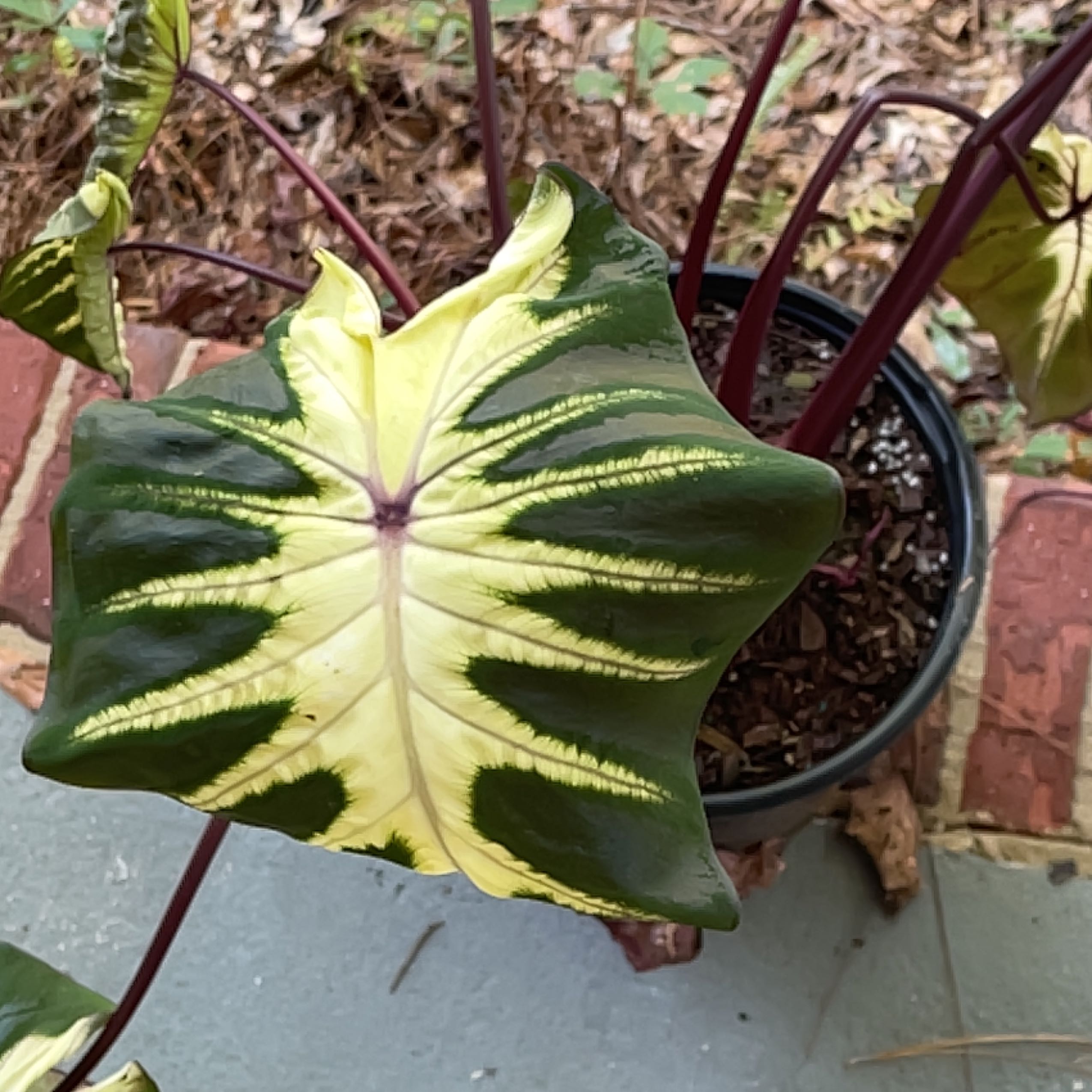 Photo of the plant species Colocasia 'Royal Hawaiian Maui Gold' by @UniversalPapaya named Sproutacus on Greg, the plant care app