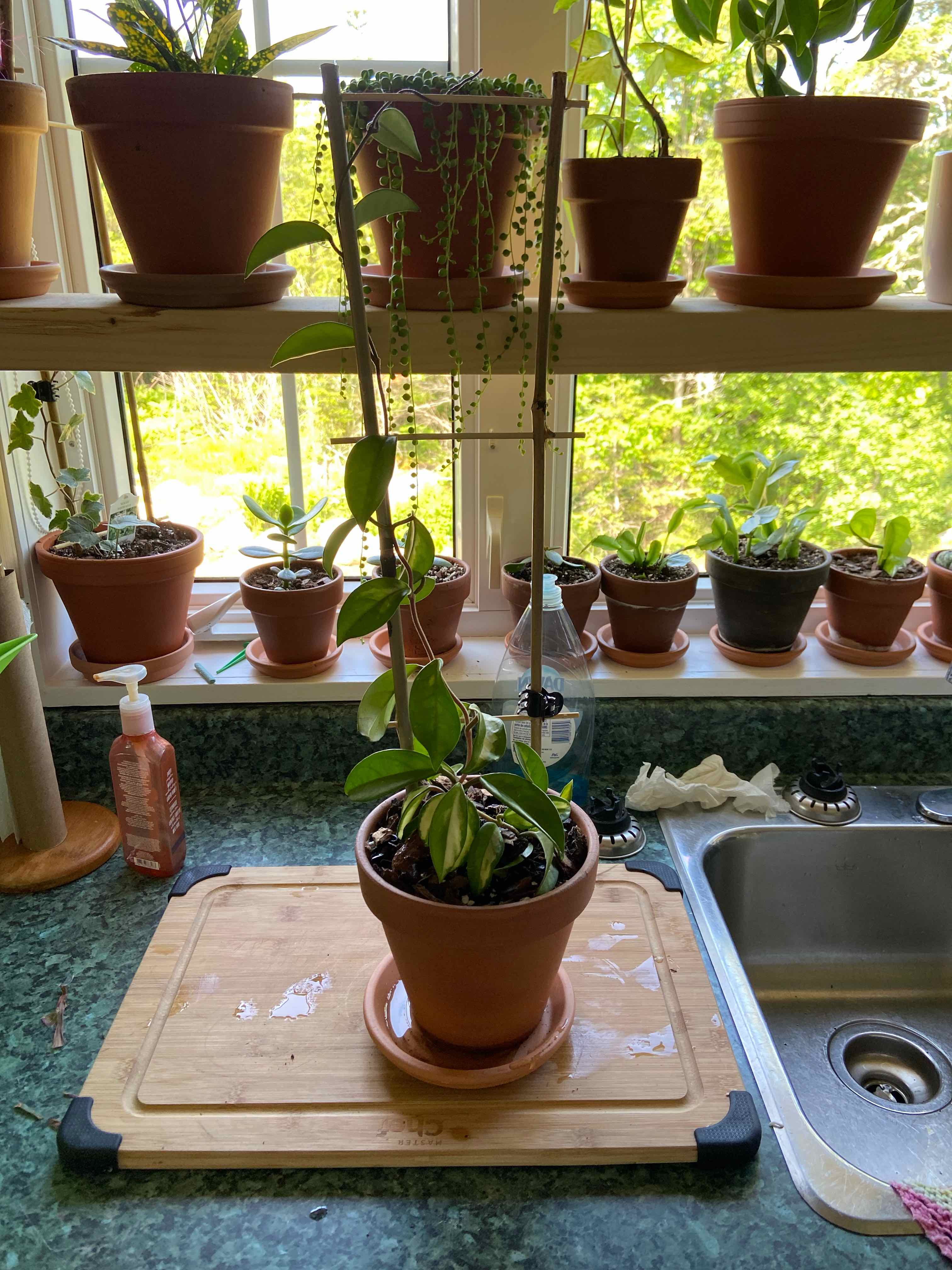 Krimson Princess Hoya plant in a pot on a kitchen counter with other potted plants in the background.