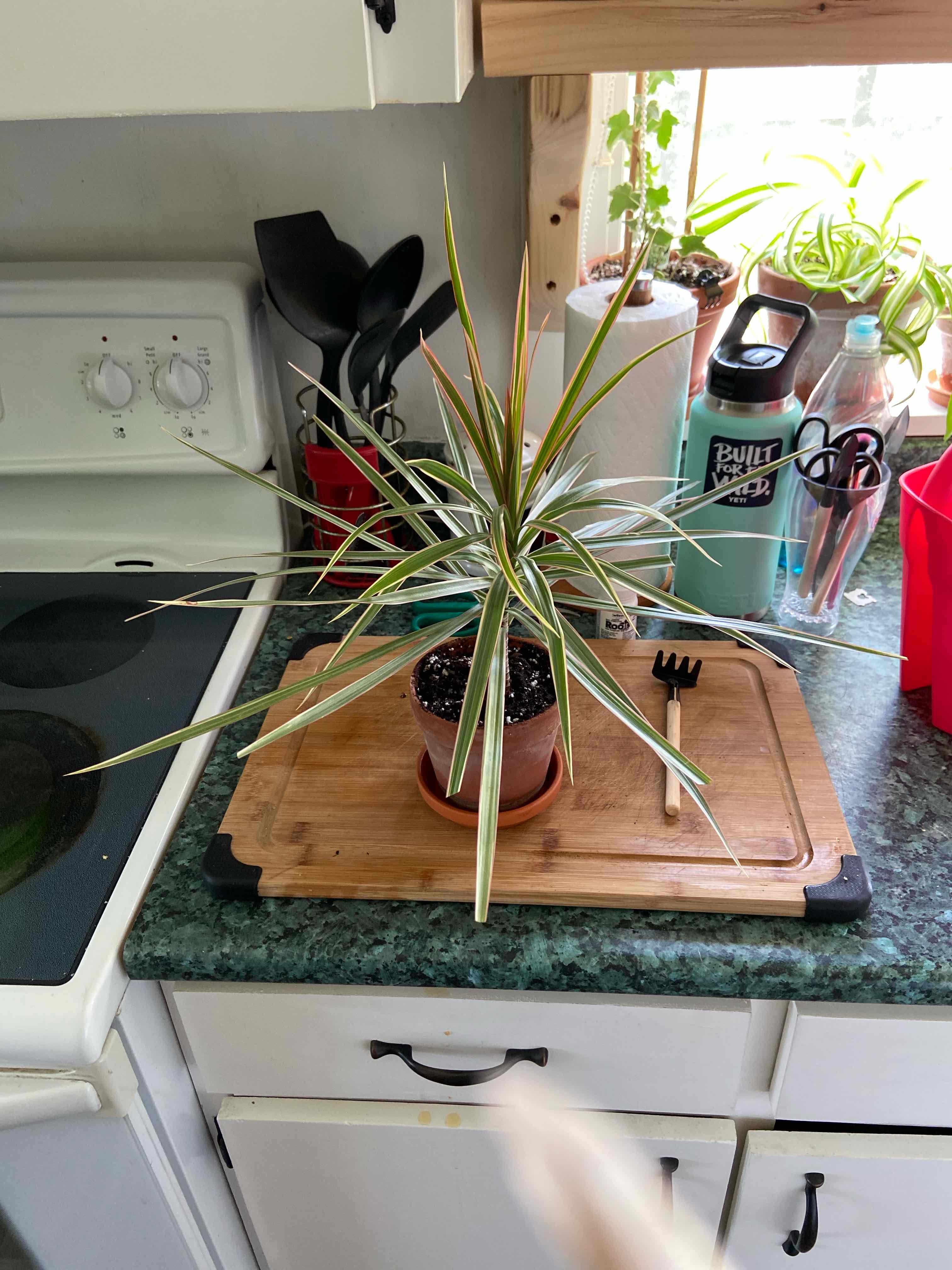 Dracaena 'Ray of Sunshine' plant on a kitchen countertop, healthy with variegated leaves.