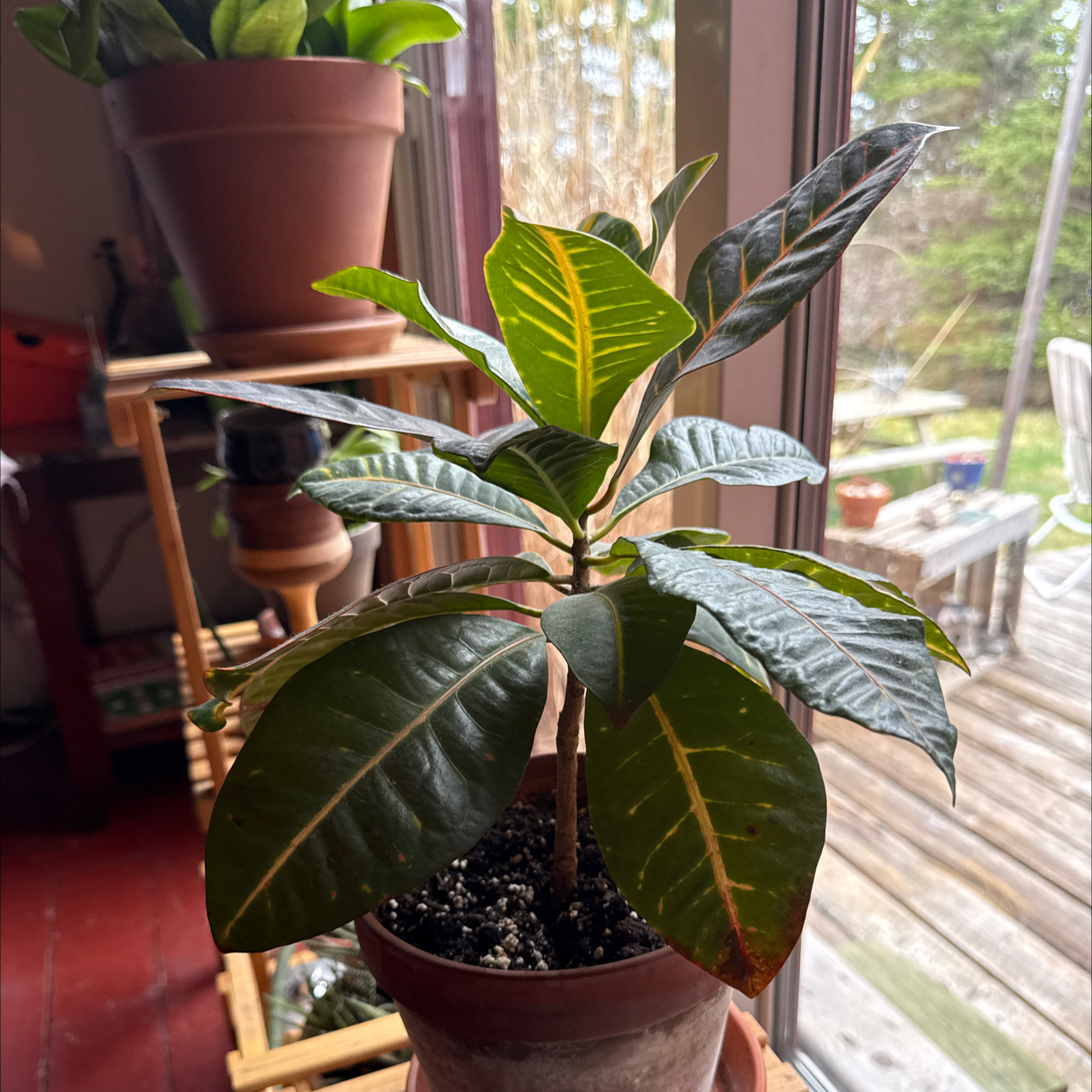 Gold Dust Croton plant photo by @sherrylynn named Dusty 🥰 on Greg, the plant care app.