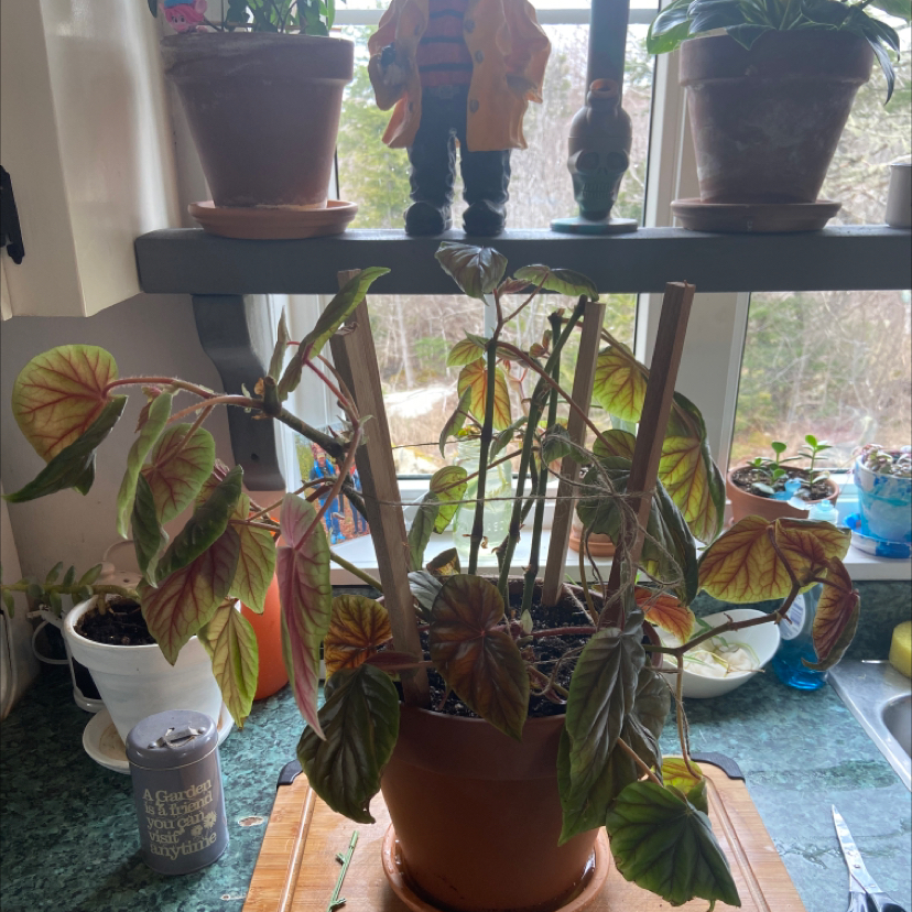 Angel Wing Begonia plant in a pot with some yellowing and browning leaves, placed on a kitchen counter.