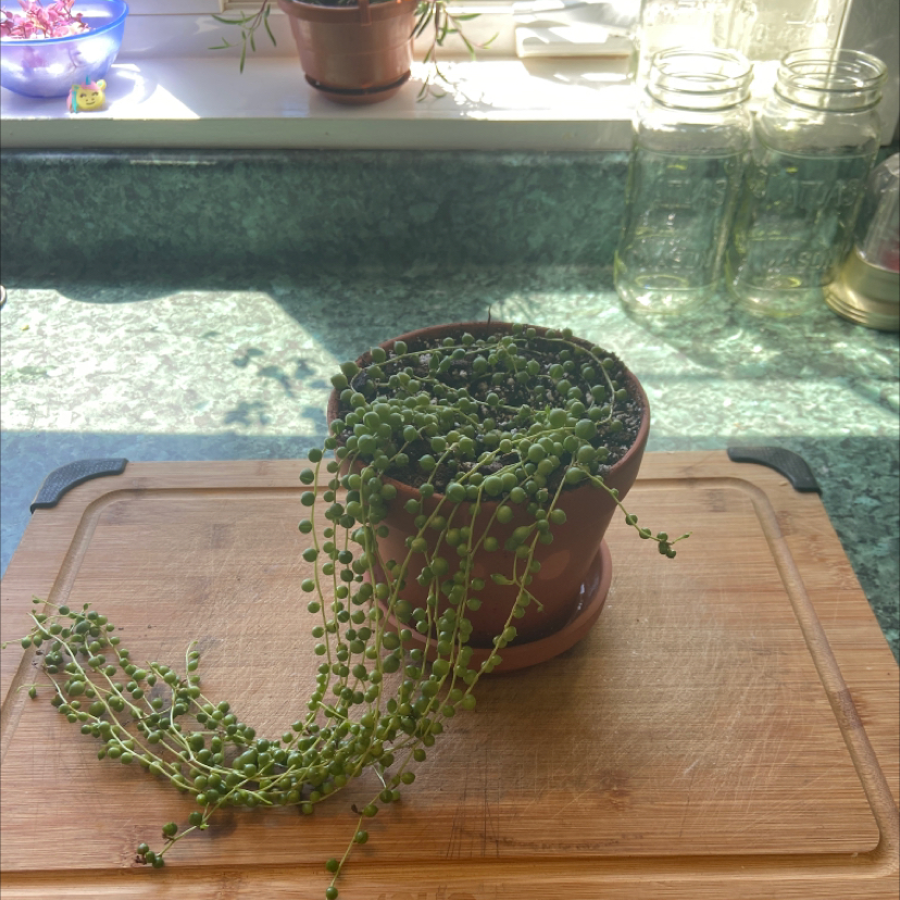 String of Pearls plant photo by @sherrylynn named Pearl on Greg, the plant care app.