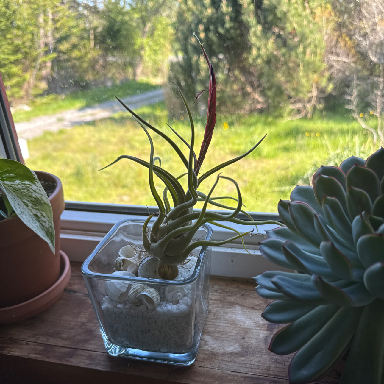 Photo of the plant species Medusa Head Air Plant by @sherrylynn named Madusa on Greg, the plant care app