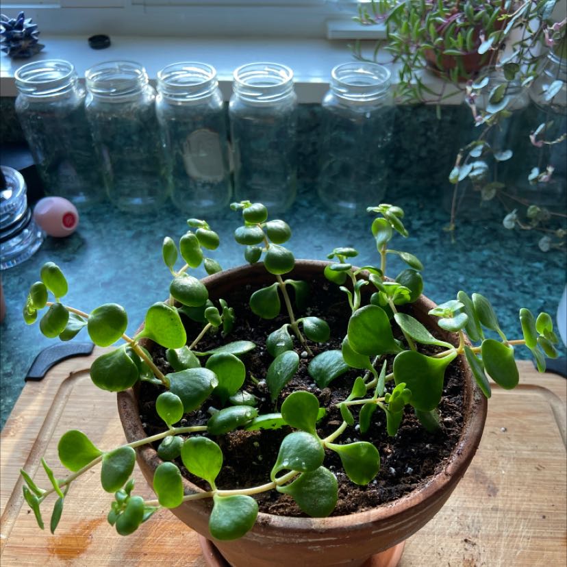 Trailing Jade Is Not Toxic To Humans