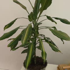 Cornstalk Dracaena plant