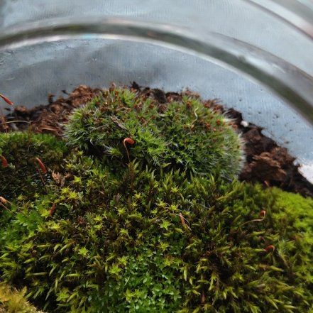 Photo of the plant species Pulvinate Dry Rock Moss by @Cuppy named Moss on Greg, the plant care app