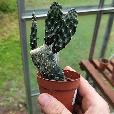 Photo of the plant species prickly pear by @Cuppy named Sol on Greg, the plant care app