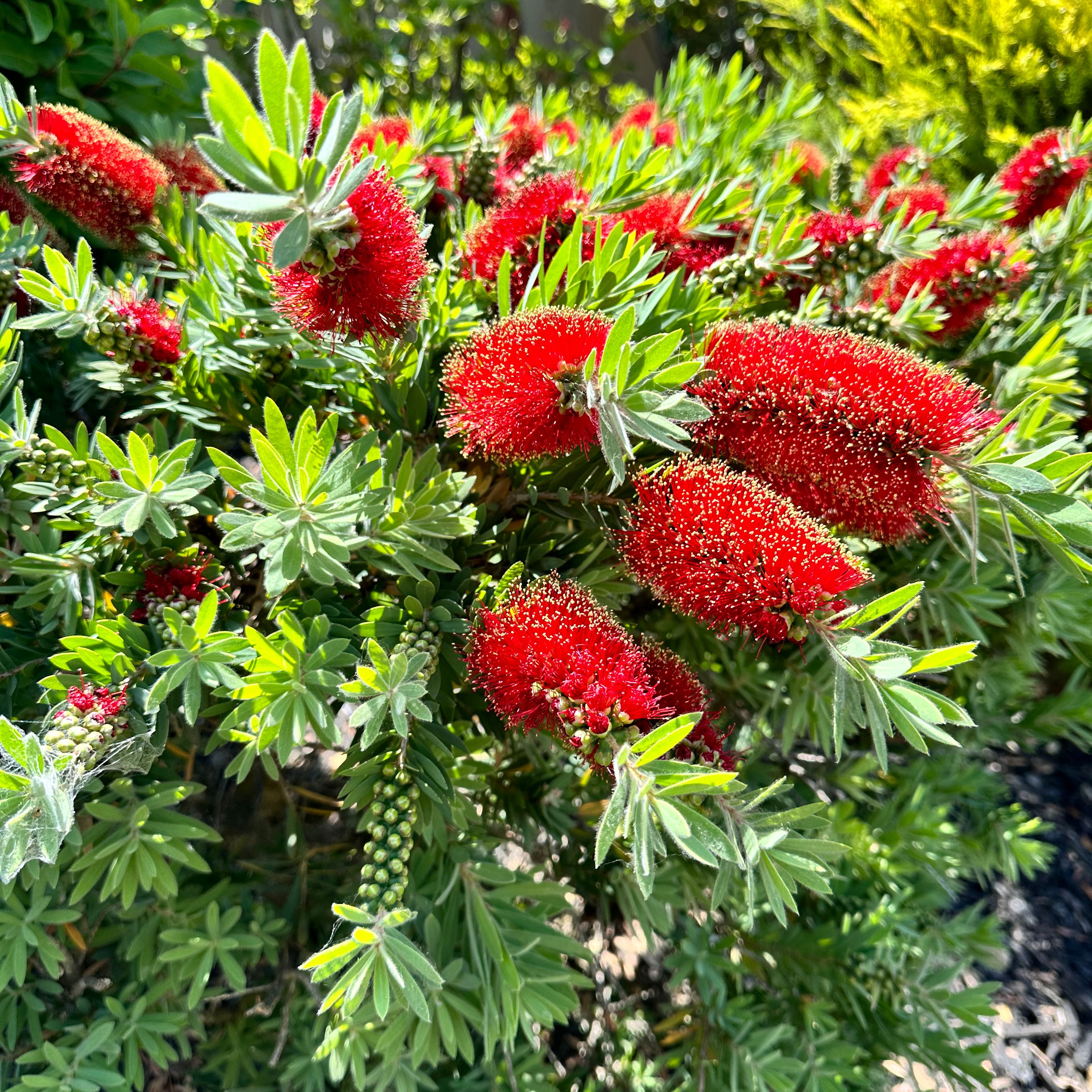 Pōhutukawa plant with vibrant red flowers and healthy green leaves.