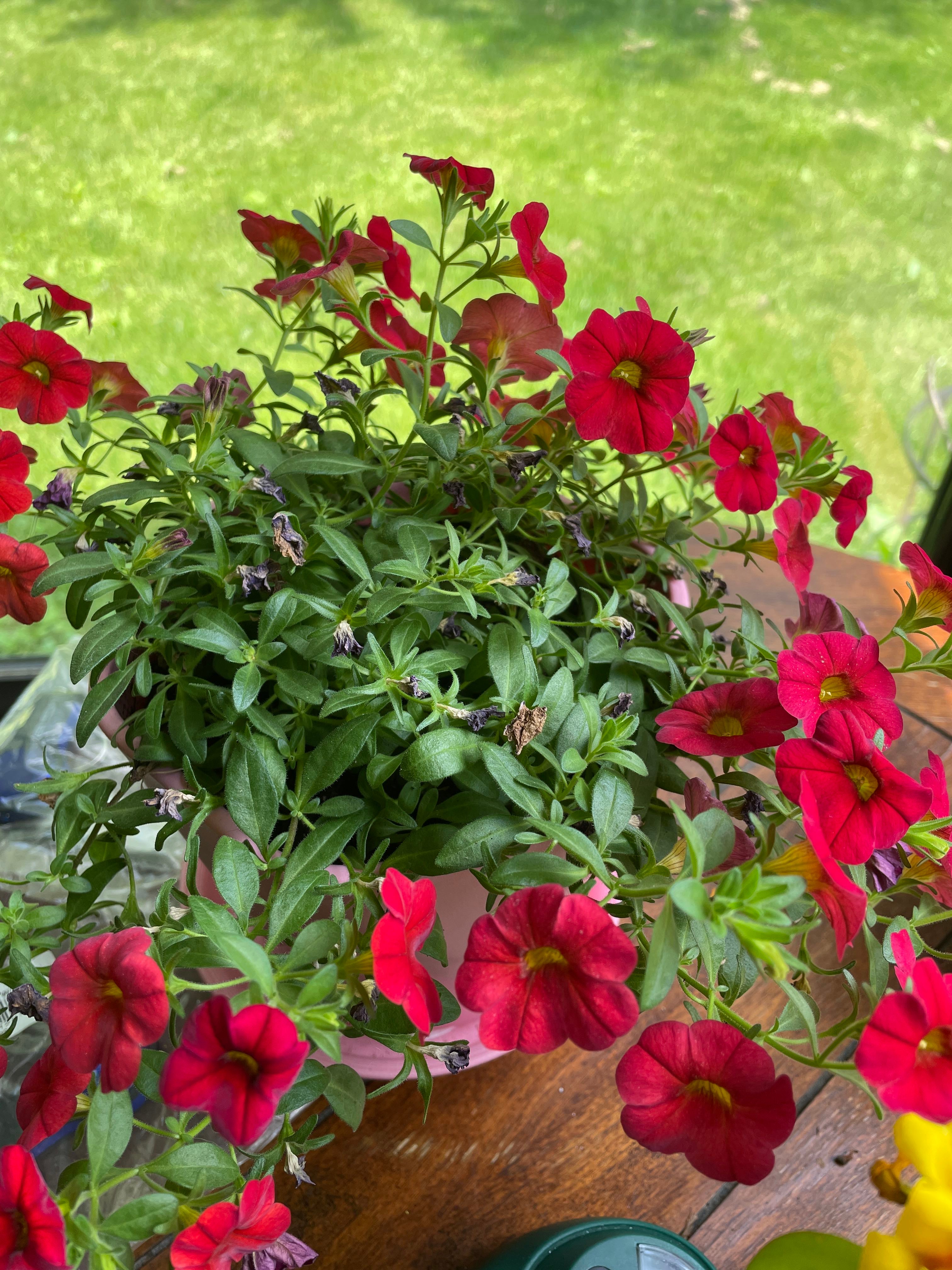 Beauty Bells Care 101 Water, Light & Growing Tips