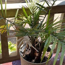 Kentia Palm plant