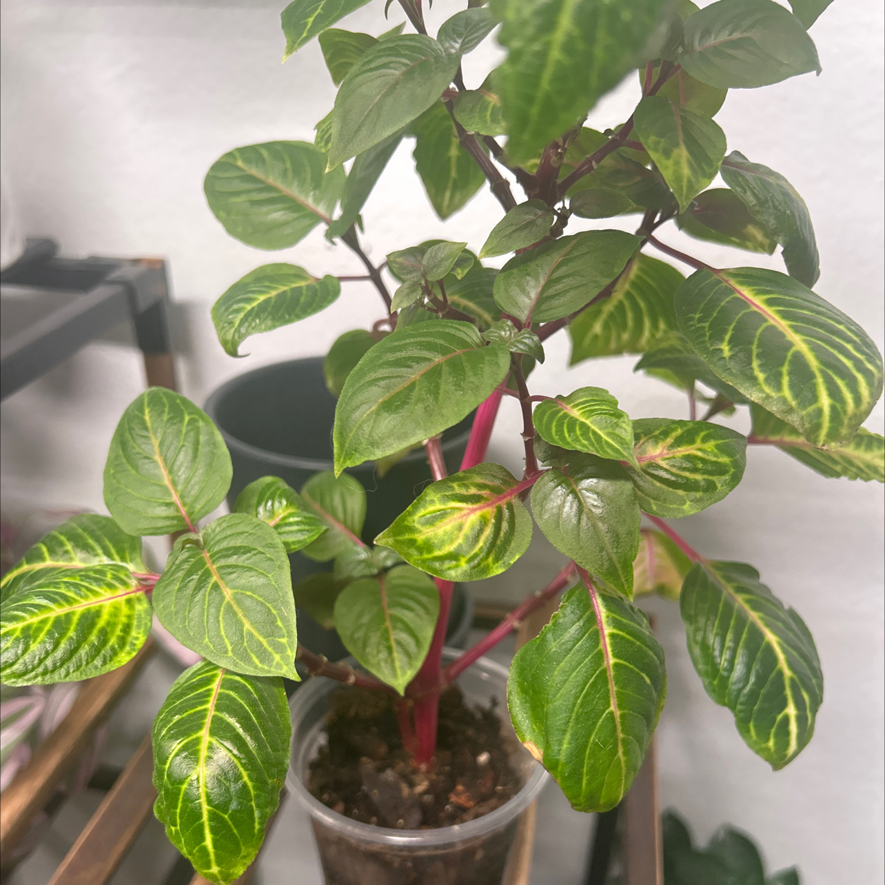Photo of the plant species Bloodleaf Plant by @VerdantFlora named Renesmee on Greg, the plant care app