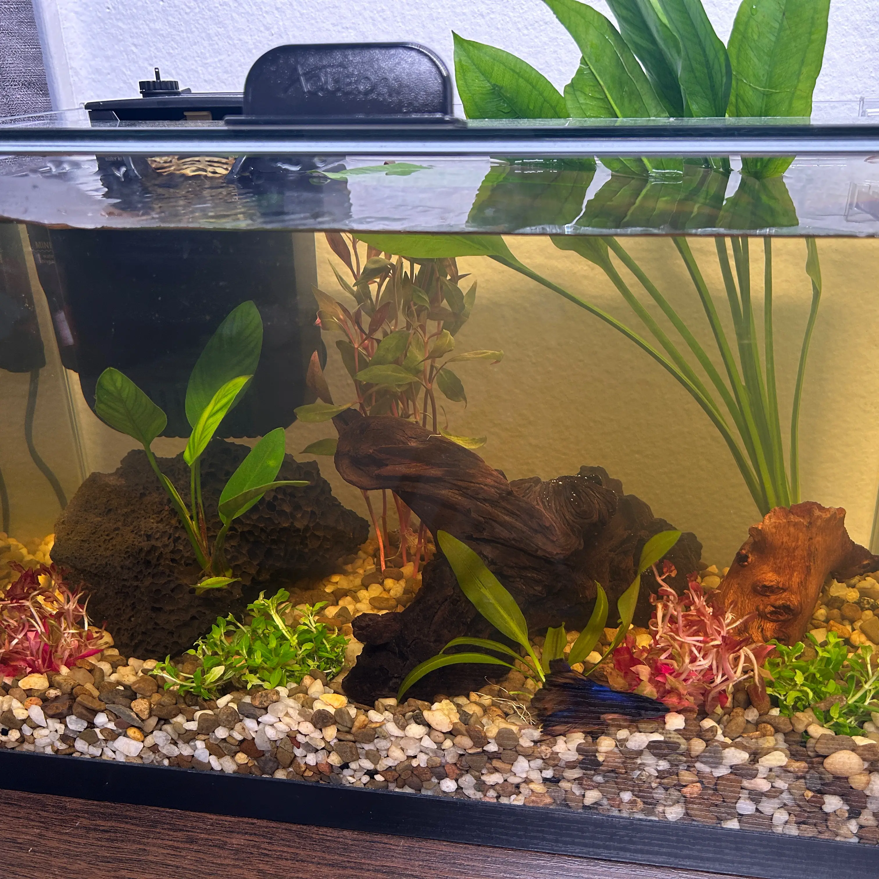Photo of the plant species Anubias Barteri by @VerdantFlora named Pym & Friends on Greg, the plant care app