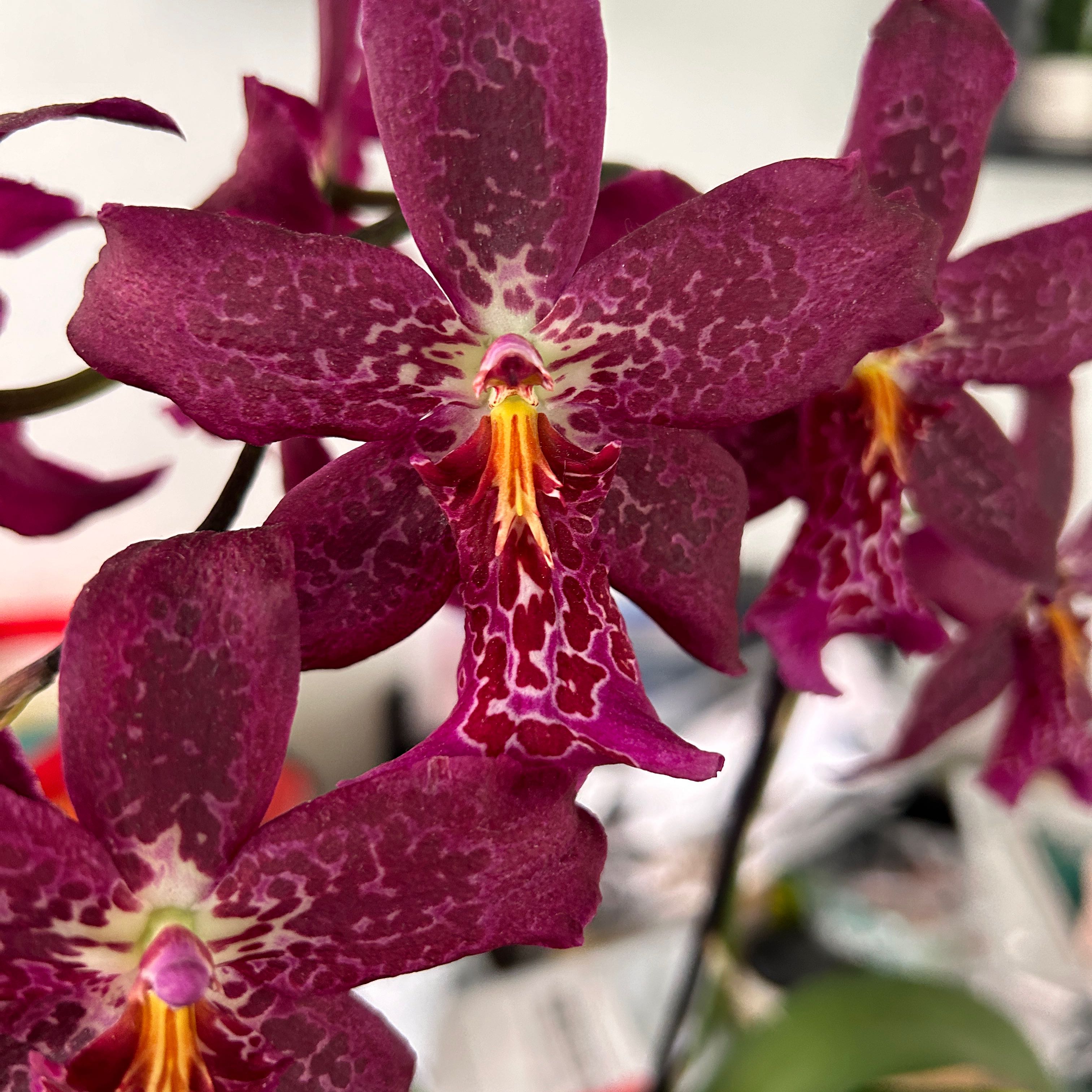 Photo of the plant species Beallara Marfitch 'Howard's Dream' AM/AOS by @VerdantFlora named Tygress on Greg, the plant care app