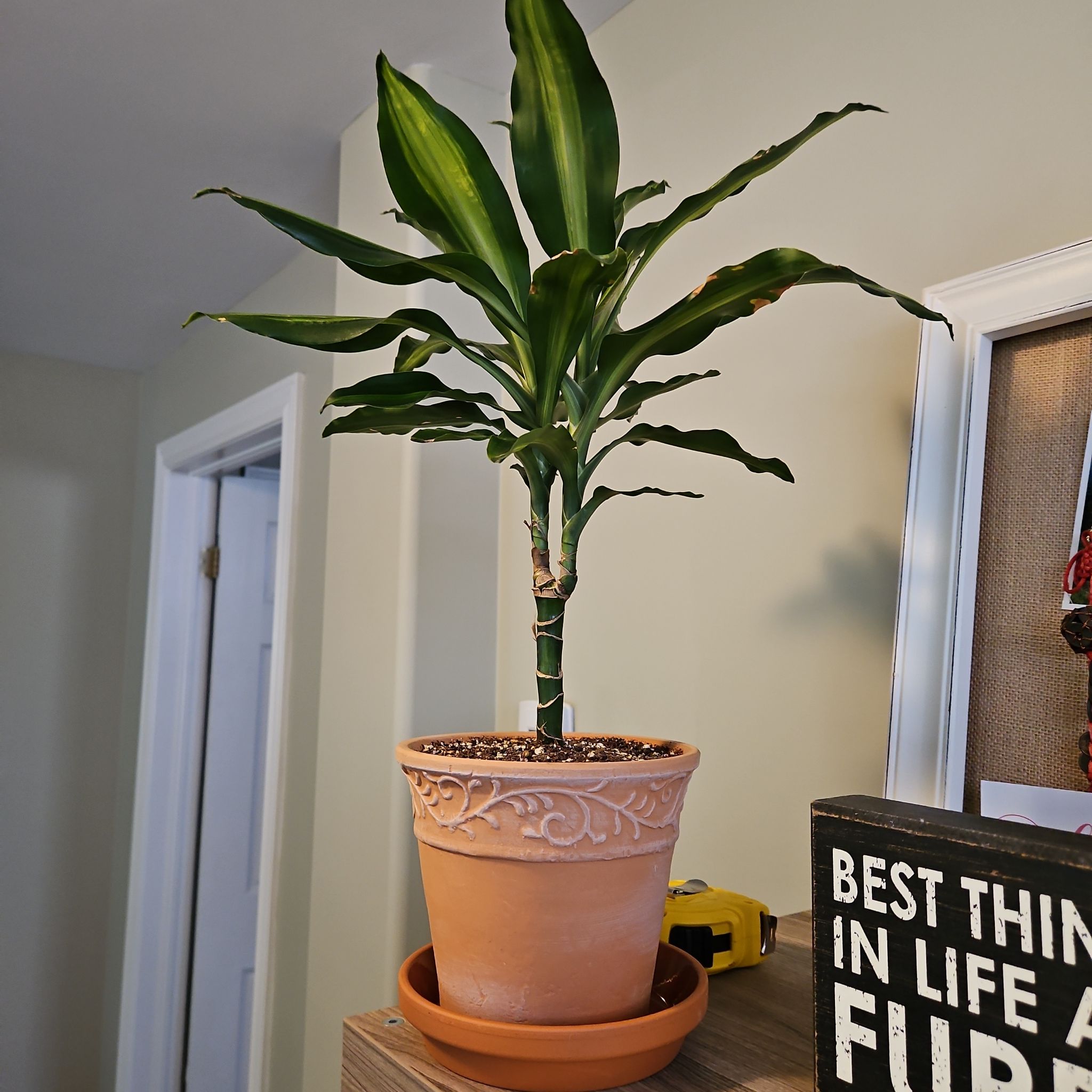 Dracaena Cintho plant in a decorative pot on a wooden surface with decor items in the background.