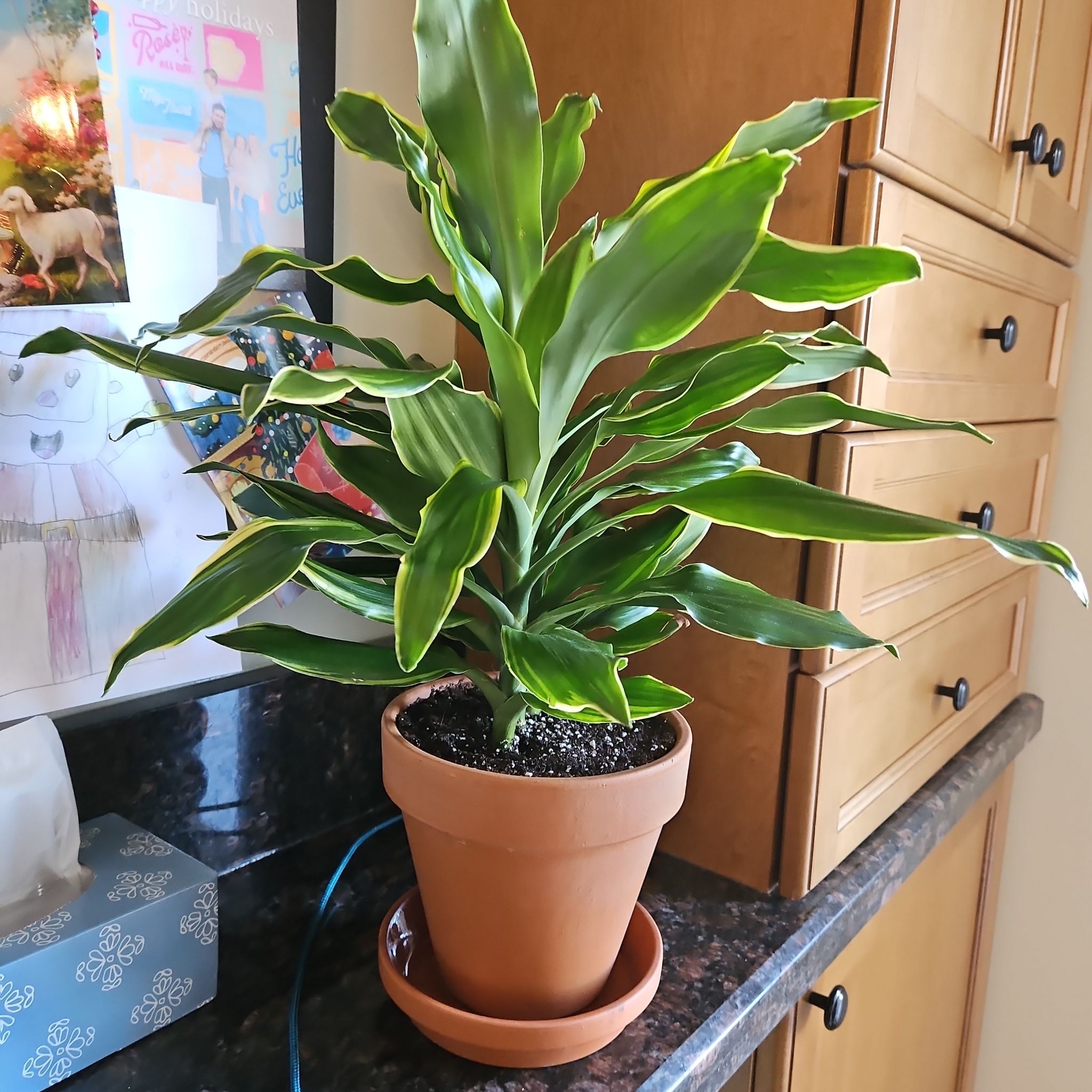 Photo of the plant species Sunrise Dracaena by @Pattoe named Dracaena Sunrise (Kitchen) on Greg, the plant care app
