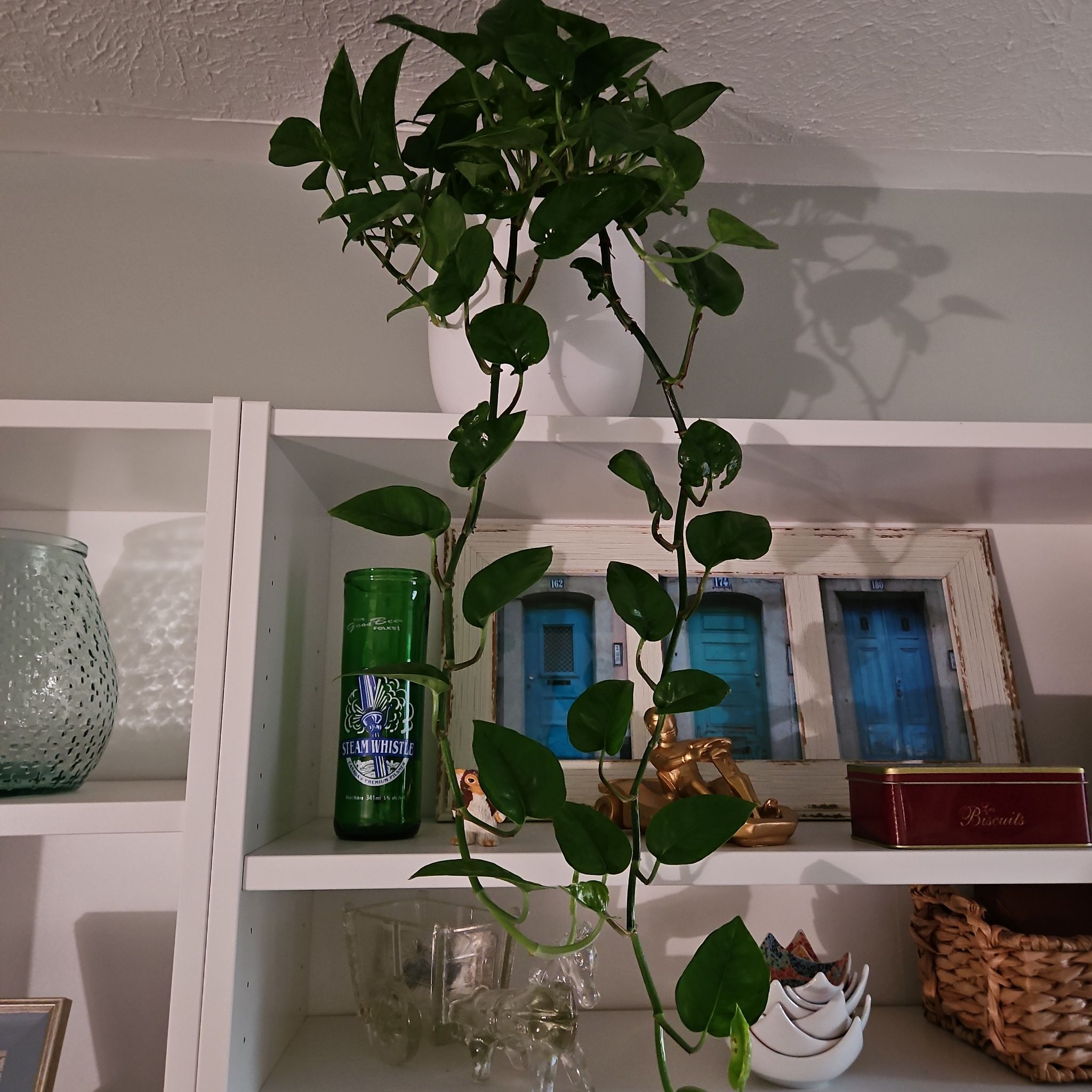 Emerald Pothos plant with trailing vines on a shelf, surrounded by household items.